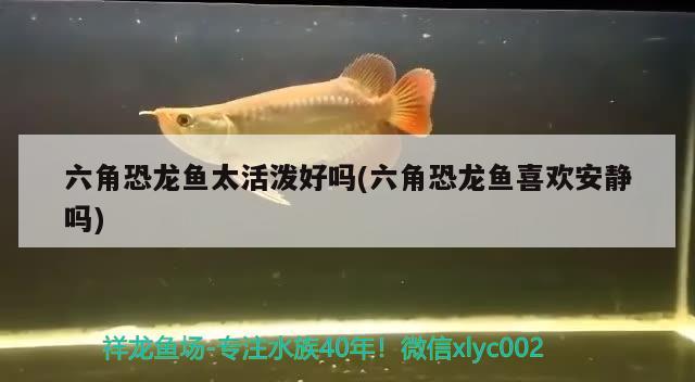 魚缸過(guò)濾干濕分離是什么意思，魚缸干濕分離是什么意思（魚缸的干濕分離是什么意思？） 元寶鳳凰魚 第3張