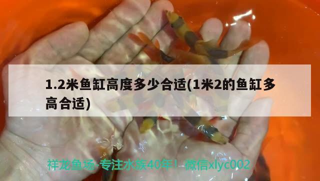 1.2米魚缸高度多少合適(1米2的魚缸多高合適) 招財戰(zhàn)船魚