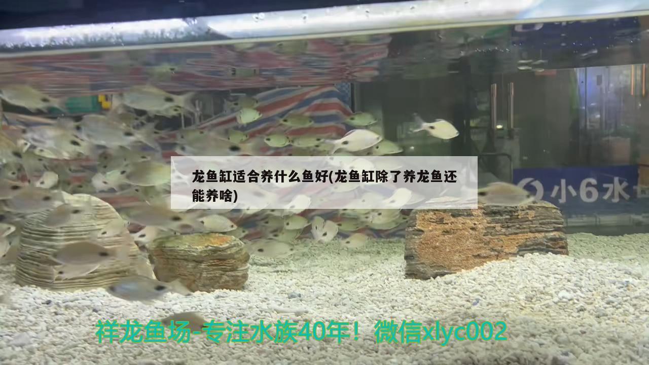 龍魚缸適合養(yǎng)什么魚好(龍魚缸除了養(yǎng)龍魚還能養(yǎng)啥)