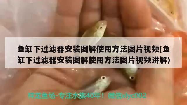 魚(yú)缸下過(guò)濾器安裝圖解使用方法圖片視頻(魚(yú)缸下過(guò)濾器安裝圖解使用方法圖片視頻講解) 金三間魚(yú)