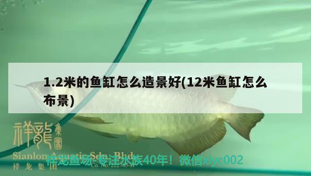 1.2米的魚缸怎么造景好(12米魚缸怎么布景) 魚缸風(fēng)水