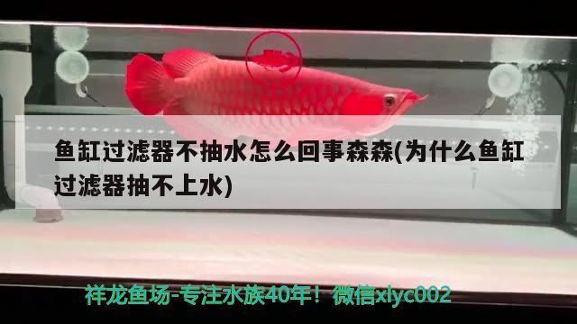 魚缸過濾器不抽水怎么回事森森(為什么魚缸過濾器抽不上水)