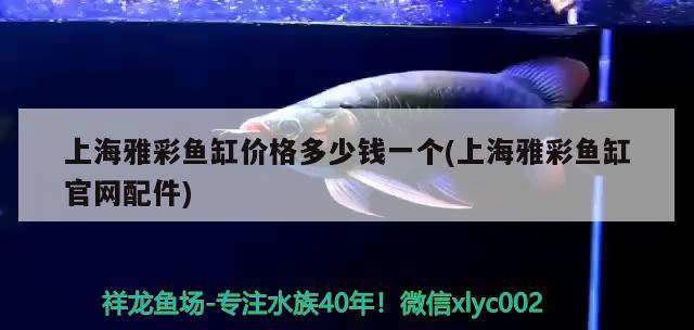 在豪橫的魚在我這必須有規(guī)矩 夢幻雷龍魚 第2張