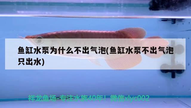 魚缸水泵為什么不出氣泡(魚缸水泵不出氣泡只出水) 魚缸水泵