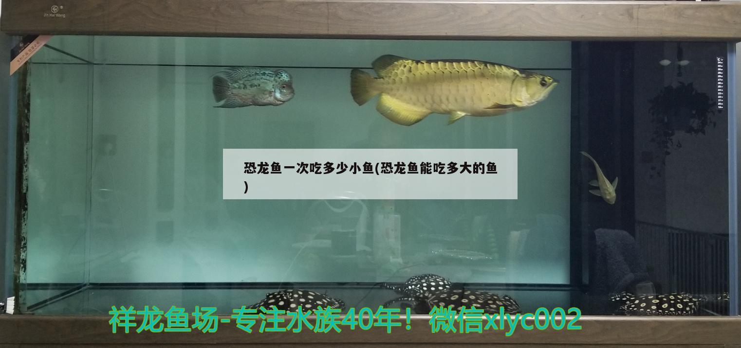 恐龍魚一次吃多少小魚(恐龍魚能吃多大的魚)