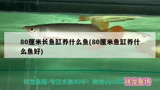 80厘米長(zhǎng)魚(yú)缸養(yǎng)什么魚(yú)(80厘米魚(yú)缸養(yǎng)什么魚(yú)好)