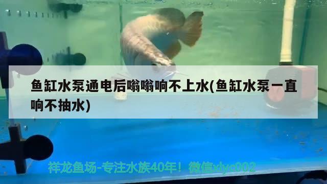 魚缸水泵通電后嗡嗡響不上水(魚缸水泵一直響不抽水) 魚缸水泵