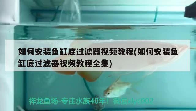 如何安裝魚缸底過濾器視頻教程(如何安裝魚缸底過濾器視頻教程全集) 龍鳳鯉魚