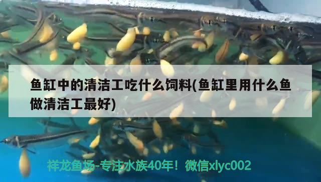 魚缸中的清潔工吃什么飼料(魚缸里用什么魚做清潔工最好)