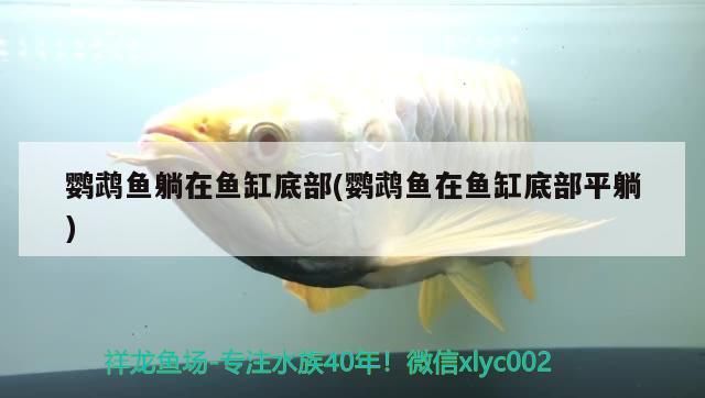 三明水族器材濾材（溫州濾之星濾清器有限公司） 細(xì)線銀板魚苗 第1張