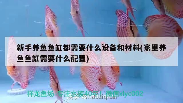 新手養(yǎng)魚魚缸都需要什么設(shè)備和材料(家里養(yǎng)魚魚缸需要什么配置) 馬拉莫寶石魚