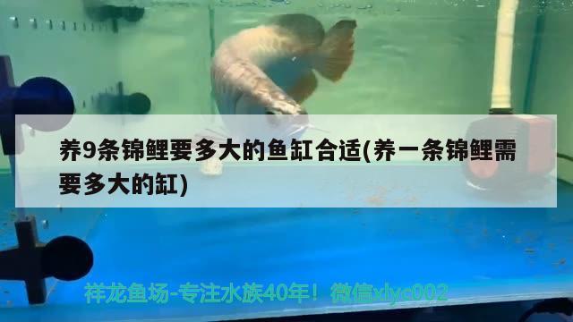 連云港水族批發(fā)市場