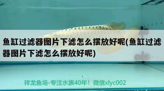 魚(yú)缸過(guò)濾器圖片下濾怎么擺放好呢(魚(yú)缸過(guò)濾器圖片下濾怎么擺放好呢) 熊貓異形魚(yú)L46