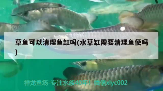 草魚可以清理魚缸嗎(水草缸需要清理魚便嗎) 水草