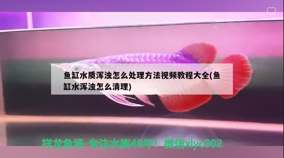 魚缸水質(zhì)渾濁怎么處理方法視頻教程大全(魚缸水渾濁怎么清理) 銀龍魚苗