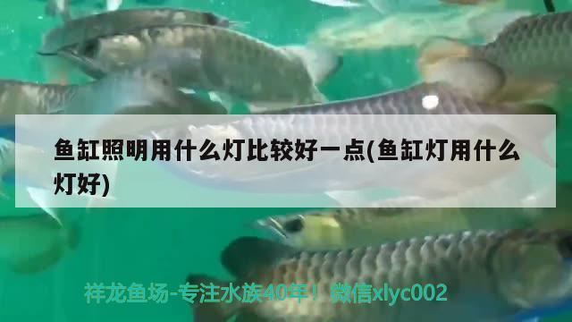 魚缸造景水草籽怎么種，水草基肥怎么放