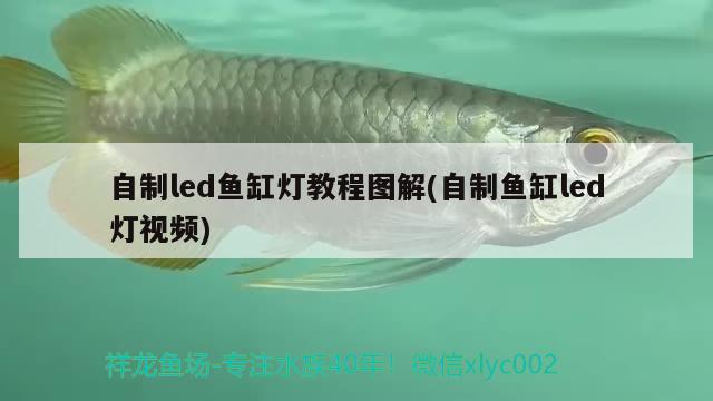 加了黃金貓和虎皮元寶，接著打 觀賞魚(yú)論壇 第2張