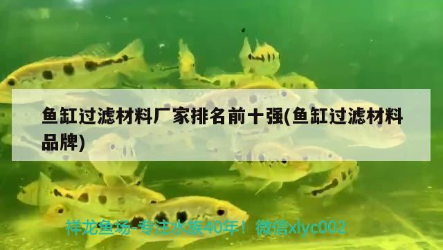 魚缸過濾材料廠家排名前十強(魚缸過濾材料品牌) 純血皇冠黑白魟魚