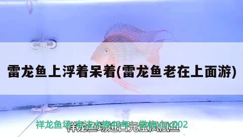 雷龍魚上浮著呆著(雷龍魚老在上面游) 金龍魚糧