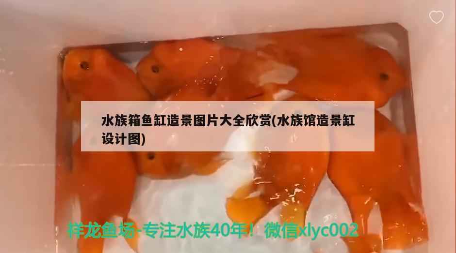 深水帝王鯛：三間魚吃什么 觀賞魚 第3張