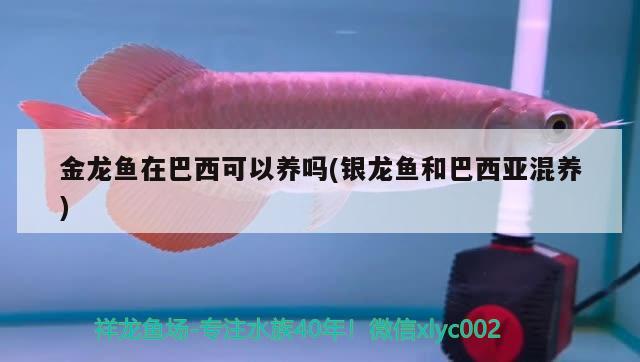 金龍魚(yú)在巴西可以養(yǎng)嗎(銀龍魚(yú)和巴西亞混養(yǎng)) 巴西亞魚(yú)