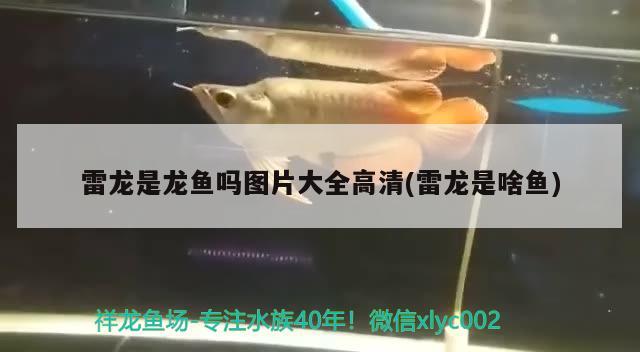 雷龍是龍魚(yú)嗎圖片大全高清(雷龍是啥魚(yú)) 廣州水族器材濾材批發(fā)市場(chǎng)