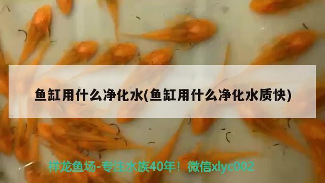 魚(yú)缸用什么凈化水(魚(yú)缸用什么凈化水質(zhì)快) 廣州水族批發(fā)市場(chǎng)