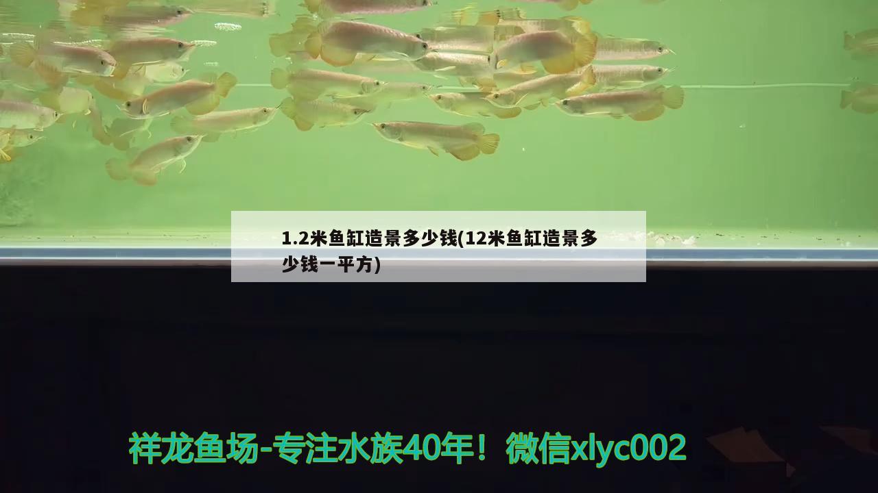 1.2米魚(yú)缸造景多少錢(qián)(12米魚(yú)缸造景多少錢(qián)一平方) 水族品牌