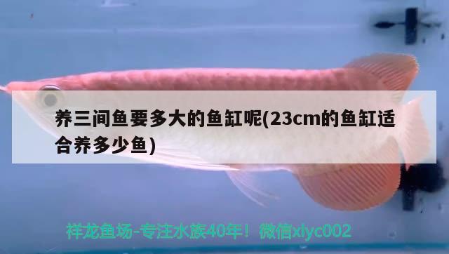 養(yǎng)三間魚(yú)要多大的魚(yú)缸呢(23cm的魚(yú)缸適合養(yǎng)多少魚(yú))