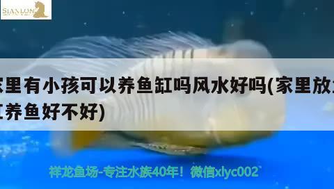 家里有小孩可以養(yǎng)魚(yú)缸嗎風(fēng)水好嗎(家里放魚(yú)缸養(yǎng)魚(yú)好不好) 魚(yú)缸風(fēng)水