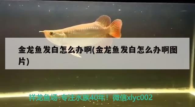 金龍魚發(fā)白怎么辦啊(金龍魚發(fā)白怎么辦啊圖片) ?；?異型虎魚/純色虎魚