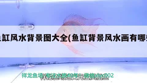 白金龍魚和金龍魚誰貴（純白色的金魚叫什么名） 飛鳳魚苗 第1張