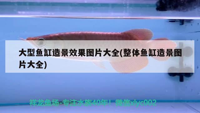 廣州水族館關(guān)刀魚和龍混養(yǎng)關(guān)刀魚能和金龍魚混養(yǎng)嗎 觀賞魚魚苗 第3張