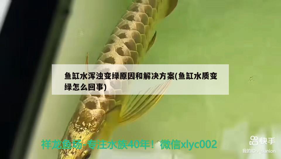 魚(yú)缸水渾濁變綠原因和解決方案(魚(yú)缸水質(zhì)變綠怎么回事) 三間鼠魚(yú)