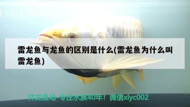 雷龍魚與龍魚的區(qū)別是什么(雷龍魚為什么叫雷龍魚) 黃金達摩魚