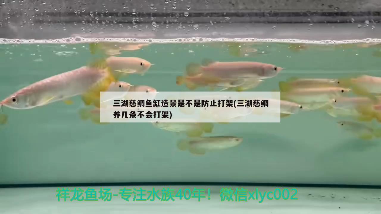 三湖慈鯛魚缸造景是不是防止打架(三湖慈鯛養(yǎng)幾條不會(huì)打架) 紅尾平克魚