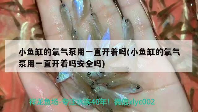 小魚缸的氧氣泵用一直開著嗎(小魚缸的氧氣泵用一直開著嗎安全嗎) 龍魚芯片掃碼器 第2張