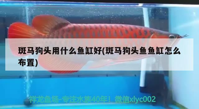 斑馬狗頭用什么魚缸好(斑馬狗頭魚魚缸怎么布置)