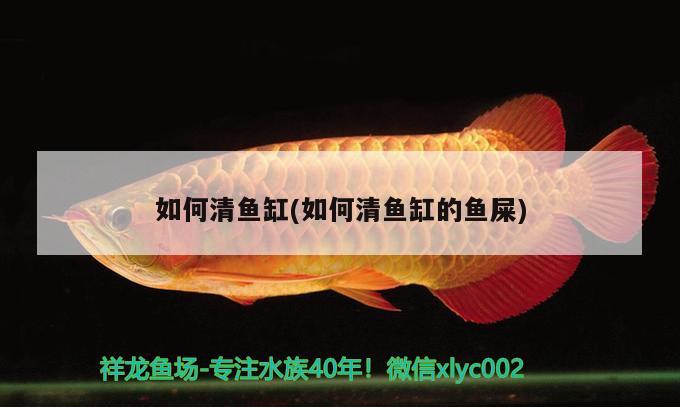 如何清魚缸(如何清魚缸的魚屎) 女王大帆魚苗