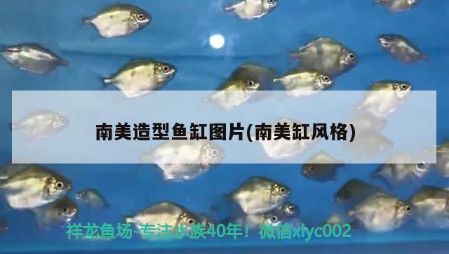 南美造型魚缸圖片(南美缸風(fēng)格) 大湖紅龍魚