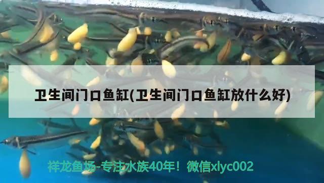 衛(wèi)生間門口魚缸(衛(wèi)生間門口魚缸放什么好) 白子銀龍魚苗