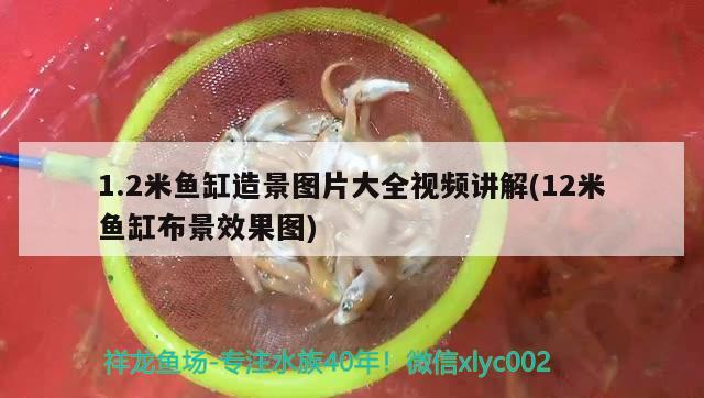 1.2米魚缸造景圖片大全視頻講解(12米魚缸布景效果圖) 印尼小紅龍