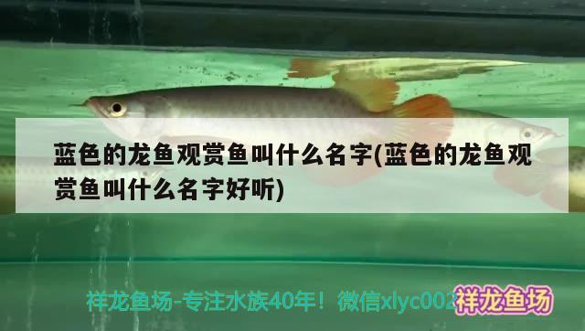 藍(lán)色的龍魚觀賞魚叫什么名字(藍(lán)色的龍魚觀賞魚叫什么名字好聽) 巴西亞魚苗