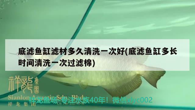 底濾魚缸濾材多久清洗一次好(底濾魚缸多長時間清洗一次過濾棉) 薩伊藍魚