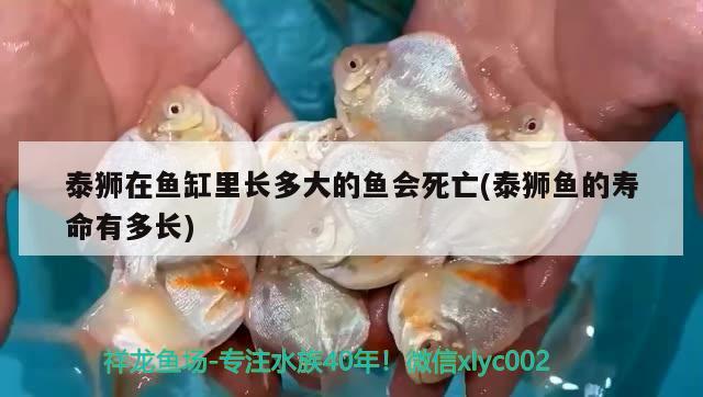 泰獅在魚缸里長(zhǎng)多大的魚會(huì)死亡(泰獅魚的壽命有多長(zhǎng)) 泰國(guó)雪鯽魚