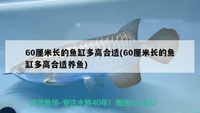 60厘米長(zhǎng)的魚缸多高合適(60厘米長(zhǎng)的魚缸多高合適養(yǎng)魚) 大嘴鯨魚