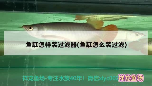 魚缸怎樣裝過濾器(魚缸怎么裝過濾) 麥肯斯銀版魚