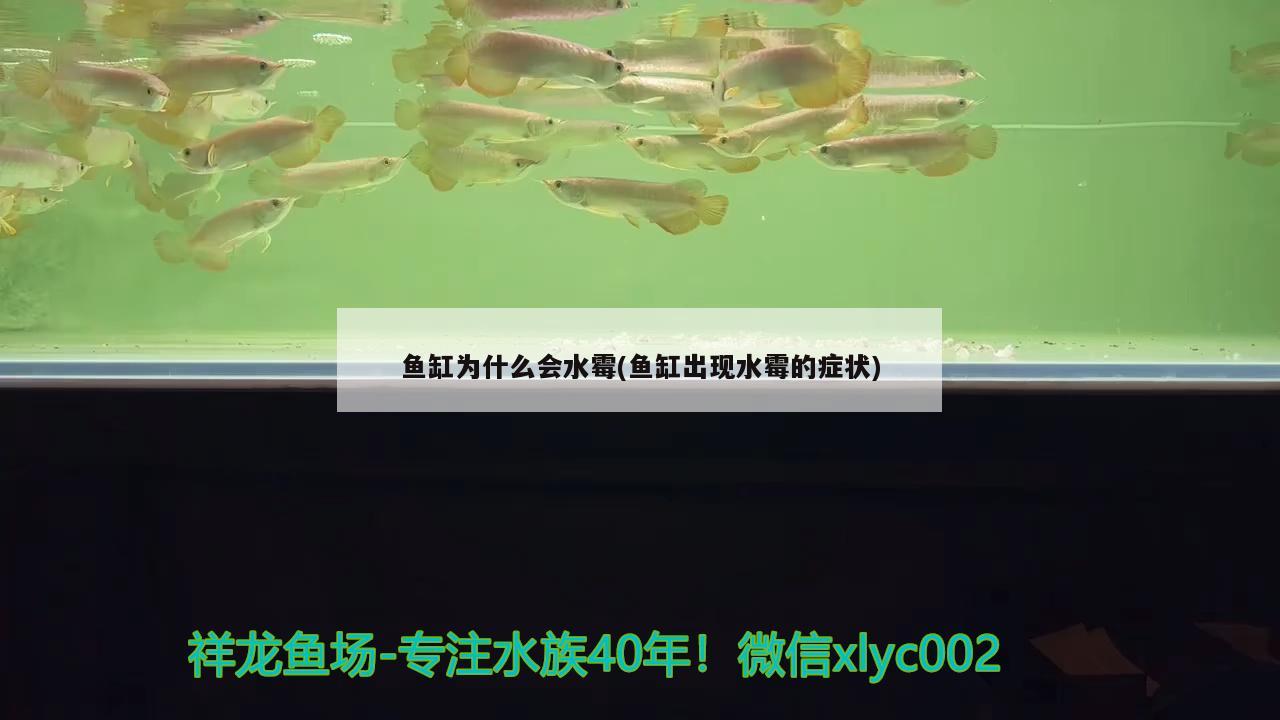 魚缸為什么會(huì)水霉(魚缸出現(xiàn)水霉的癥狀)