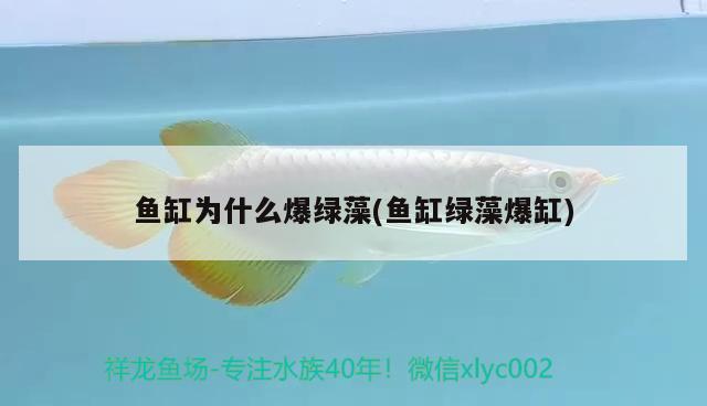 魚缸為什么爆綠藻(魚缸綠藻爆缸)