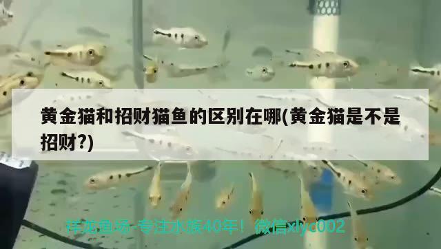 黃金貓和招財貓魚的區(qū)別在哪(黃金貓是不是招財?) 黃金貓魚